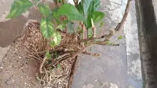  #jasmine plant after #pruning  