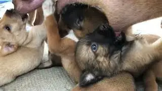 My hungry puppies 🐶