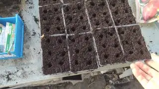 How to grow beet root from seed / part1