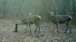 06.12.2025 - A herd of red deer in a forest clearing (females)