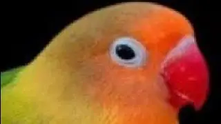 king magical trinting king magical amazing beautifulparrot #beautifulparrot trintingbeautifulparrot