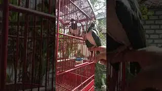 Jalak uret jinak gacor