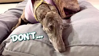Our Greyhound's Adorable Protest Over Her Washed Bed!