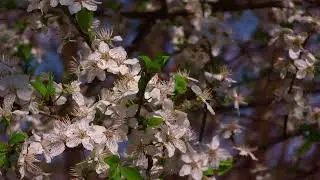La Floraison des Cerisiers en Fleurs