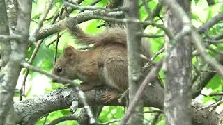 AMERICAN RED SQUIRRELS