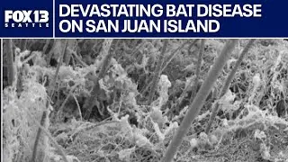 Wildlife officials warn of devastating bat disease found on San Juan Island