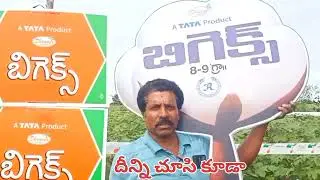 BIGEX COTTON FARMER FEEDBACK VIDEO -TATA PRODUCT 