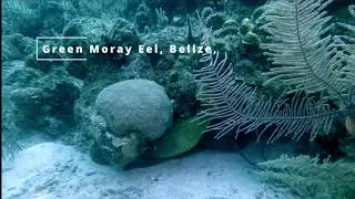 Green Moray Eel Clip - Belize, May 2023