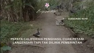 Pepaya California Penghasil Cuan Petani Langensari Tapi Tak Dilirik Pemerintah