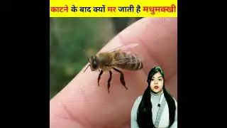 काटने के बाद क्यों मर जाती है मधुमक्खी / bees died / Amazing facts / #shorts