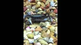 Hungry crab