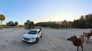 360 Degree Video of Wild Florida Drive-thru Safari Park