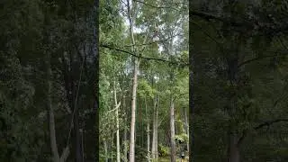 Ground guy skills #ropeskills #treecutting #arboristlife #treeclimber #chainsaw #wncstrong