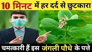 सिर्फ 2 पत्तों से घुटने, कमर, हाथ पैर और जोड़ो का दर्द होगा ठीक | Aak Ke Fayde