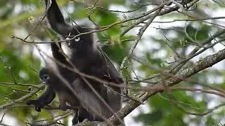 Spectacled Langur aka Dusky Leaf Monkey mummy and child