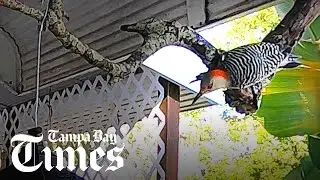 In Florida, winter is for the birds