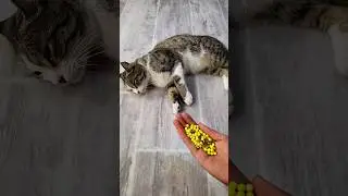 Satisfying Cat ASMR 💛💚 Beads Reverse | Satisfying Tommy #shorts #satisfying