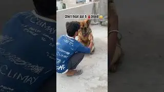 Cheri first heat female dog period #doglover #pets #labrador #shortvideo #like #gsdpuppy # #shorts