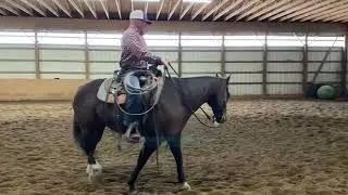 How to ride bridle-less (part 1, what you need to know) Bridleless horseback riding.
