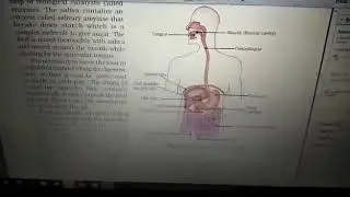 Excel Institutes XCBSE Digestive sys #Part 2# Shradha Agarwal