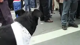 Firulais Matapaco🇨🇱: El perro 🐕 Chileno De Las Protestas