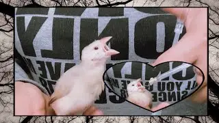 HOW TO FEED JAVA FINCH AND JAVA SPARROW  FACTS /文鳥