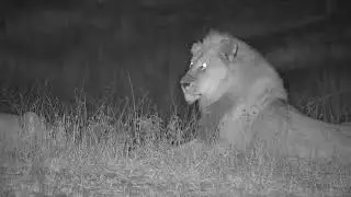 Djuma: Lions-Blondie Avoca male gets upset when 2nd Nkuhuma female approaches - 05:31 - 08/04/19