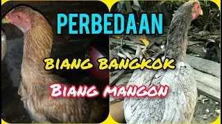 Cara membedakan indukan ayam Bangkok dengan indukan mangon