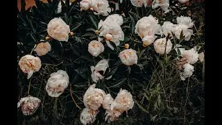 How to Plant a Peony Tuber