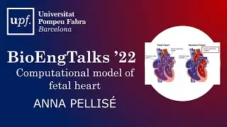 Anna Pellise | Computational model of the fetal heart.