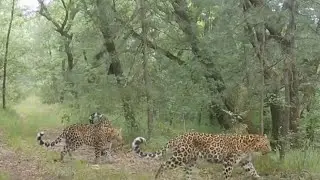 Smart conservation expands North China leopard habitat in Gansu