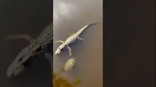 Smooth Deal #turtle #aligators #highfive