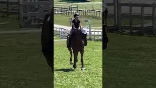 the answer was 2😋 my pony def THINKS hes fast🤨 his size makes up for it
