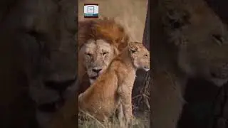 Lion with Leopard rest in forest || Wildlife360 Gallery