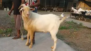 pure sanen male available at Classic Goat farm | life with Animals |