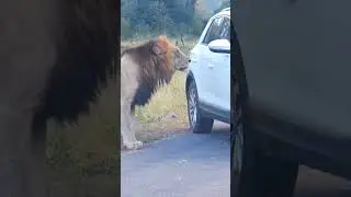 An angry lion attacks the car🦁🚓#lion#angey#attack#car#ainmal#wildlife#safari#shotsvideo#shortsviral
