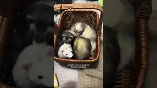 Friday Fun, Ferret Life #ferrets #fridayvibes #happypets
