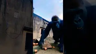 Gorilla Ne Mera Ghar Tod Diya 😱 | Funny Gorilla Comedy Video | Insaan vs Gorilla 😂