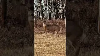 One Shot, One Buck &ndash; Clean Harvest #archary #viral #harehunting #deer #giantwhitetails #blackdeer