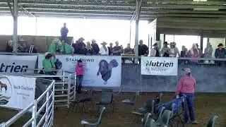 LIVE &mdash; The Great Southern Yearling Sale 2025.
