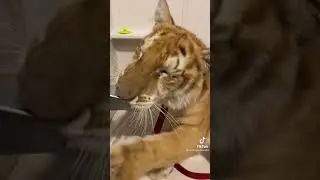 Tiger in the bathtub #cute #tiger #cuteanimals
