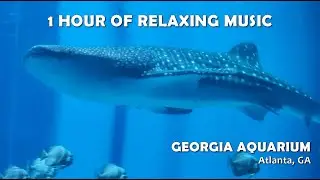 1 HOUR OF RELAXING MUSIC with stunning images from the Georgia Aquarium - Atlanta, GA