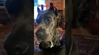 CANE CORSO Happy Im home!#canecorso #dogbreed #lovedogs #puppy #love