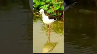 black winged stilt sound | Black-winged stilt #bird #nature