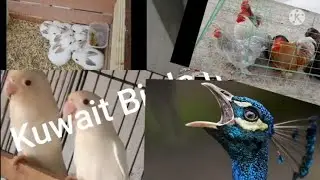 Kuwait pets market, for sale birds, pets shopping   Kuwait Bird Maket