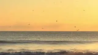 Florida Sunrise Beach Walk / Waves + Birds Everywhere #sunrise