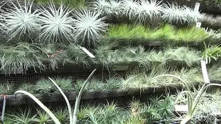 Exotic plants and palace garden | Shot on Sony HDR-CX570E