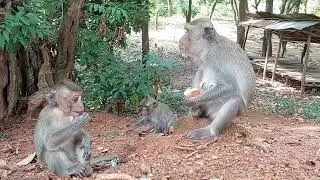 My daily Weekend feeding monkey I MrKTV Monkey