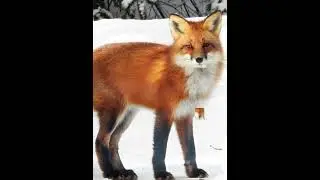 Canid edit (sorry for small screens)
