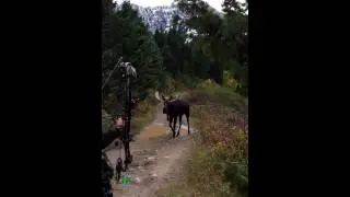 Montana Shiras 3 yards.mp4